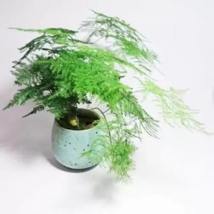 hình ảnh: cây kim thủy tùng để bàn