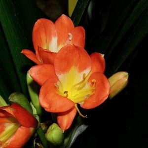 hình ảnh: cây lan quân tử để bàn