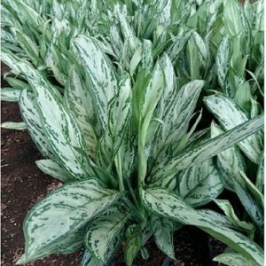 hình ảnh: cây ngân hậu để bàn