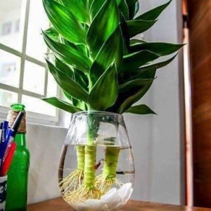 hình ảnh: cây phát tài búp sen