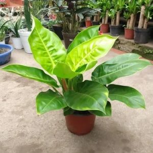 hình ảnh: cây trầu bà đế vương vàng