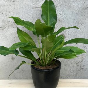 hình ảnh: cây trầu ba tỷ phú để bàn