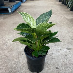 hình ảnh: cây trầu bà đế vương hoàng kim để bàn