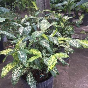 hình ảnh: cây trúc nhật đốm để bàn