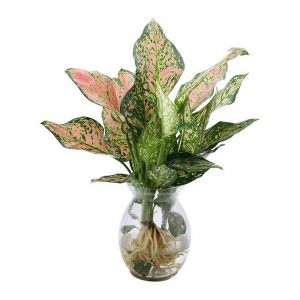 hình ảnh cây vạn lôc để bàn thủy sinh