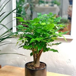 hình ảnh: chậu cây hạnh phúc để bàn