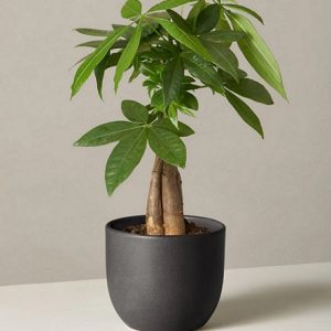 hình ảnh: cây kim ngân để bàn