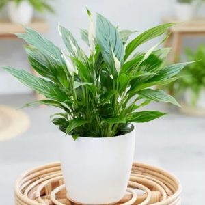 Hình ảnh: cây Lan Ý để bàn