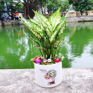 hình ảnh: cây ngọc ngân để bàn