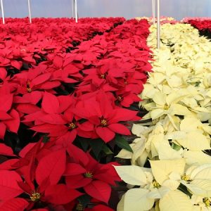 hình ảnh : cây trạng nguyên để bàn