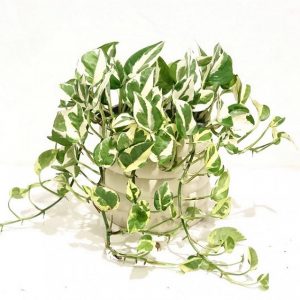 hình ảnh: cây trầu bà cẩm thạch để bàn