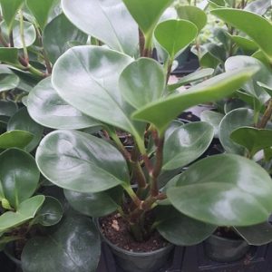 hình ảnh: cây trường sinh để bàn