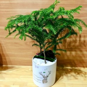 hình ảnh : cây tùng bồng lai để bàn