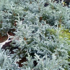 hình ảnh: cây tuyết tùng để bàn