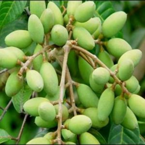 hình ảnh: cây cà na Thái