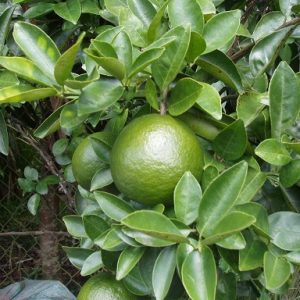 hình ảnh: cây cam sành