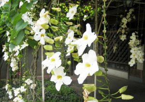 Hình ảnh: cây Cát Đằng lá nhỏ