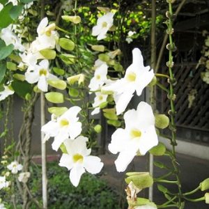 Hình ảnh: cây Cát Đằng lá nhỏ