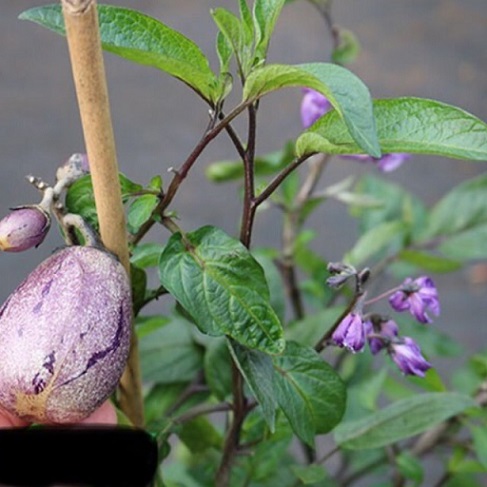 hình ảnh: cây dưa Pepino tím
