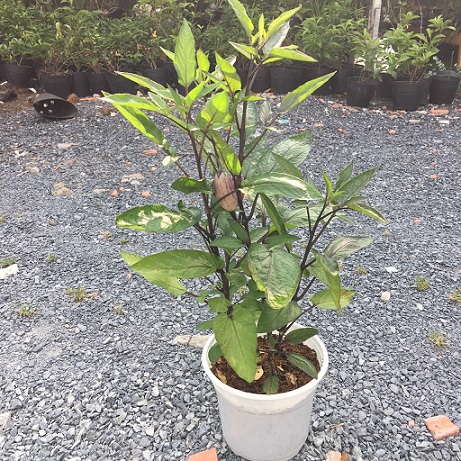 hình ảnh: cây dưa Pepino tím