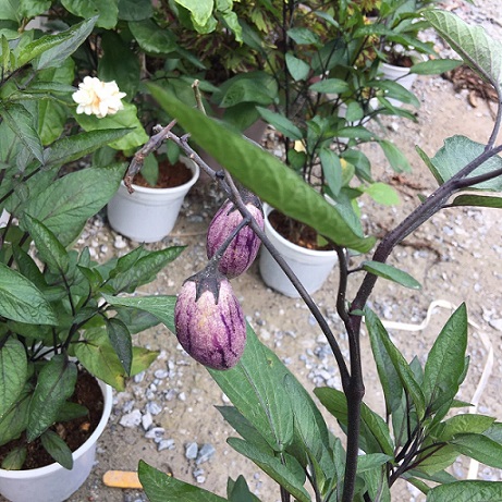 hình ảnh: cây dưa Pepino tím