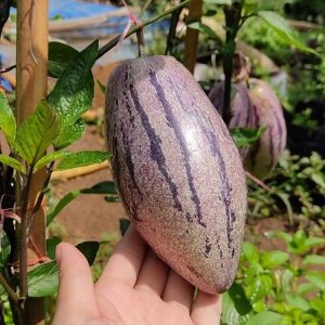 hình ảnh: cây dưa Pepino tím