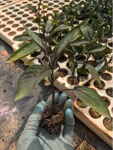 hình ảnh: cây dưa Pepino tím