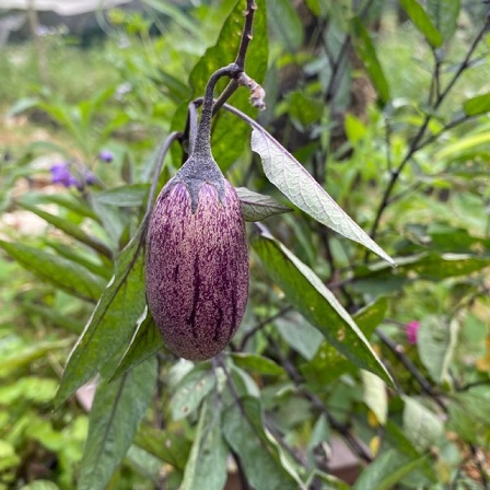 hình ảnh: cây dưa Pepino tím