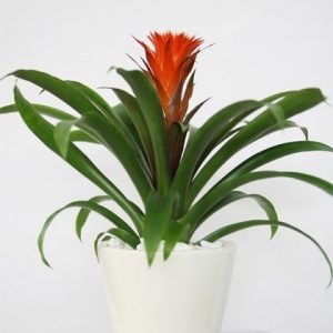 hình ảnh: cây lan đuốc để bàn