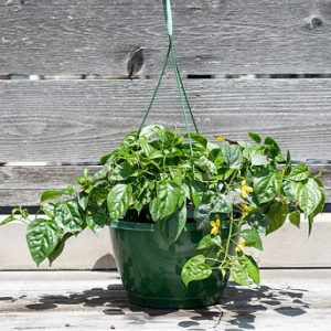 hình ảnh: cây lan hoàng dương