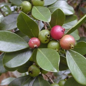 hình ảnh: Cây Ổi Sim Nhật