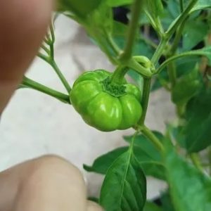 hình ảnh: cây ớt bí ngô