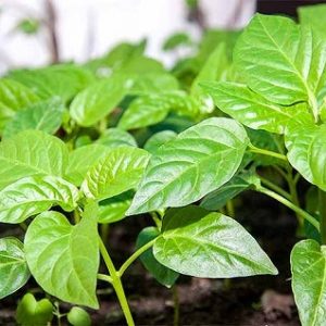 hình ảnh: cây ớt chuông