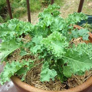 Hình ảnh: cây rau cải xoăn Kale