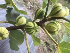 hình ảnh: cây Sung Mỹ cẩm thạch