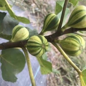 hình ảnh: cây Sung Mỹ cẩm thạch