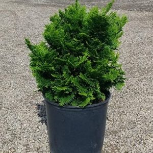 hình ảnh: cây Trắc Xoắn để bàn