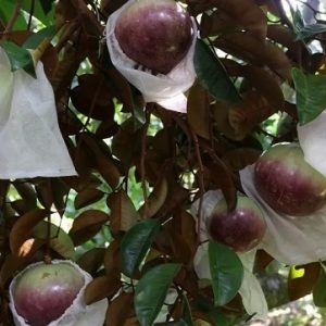 hình ảnh: cây vú sữa tím Mica