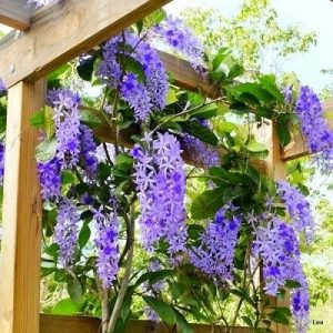 hình ảnh: cây ban mai thái xanh