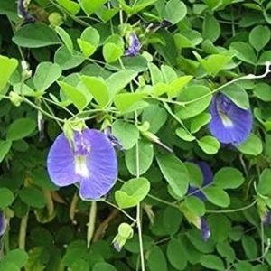 Hình ảnh: cây hoa đậu biếc