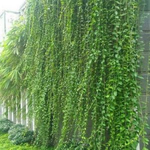 Hình ảnh: cây dây cúc tần Ấn Độ