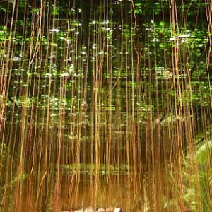 Hình ảnh: cây liêm hồ đằng trong trang trí