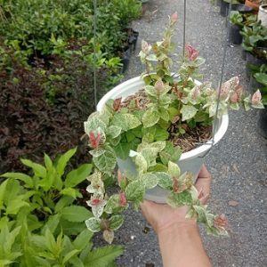 Hình ảnh: cây Thằn Lằn Cẩm Thạch