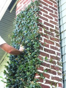 Hình ảnh: cây Thằn Lằn Cẩm Thạch