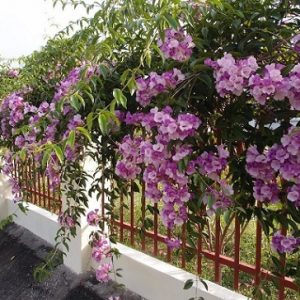 Hình ảnh : cây hoa lan tỏi