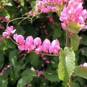 hình ảnh: cây hoa Tigon màu hồng