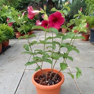 Hình ảnh: cây Quỳnh Anh Bông Tím