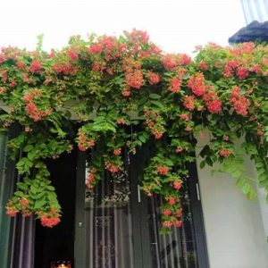 Hình ảnh: cây Hoa Sử Quân Tử dùng để trang trí