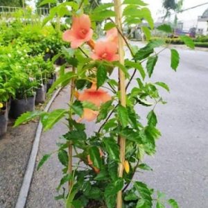 Hình ảnh: cây Dây Leo Đăng Tiêu