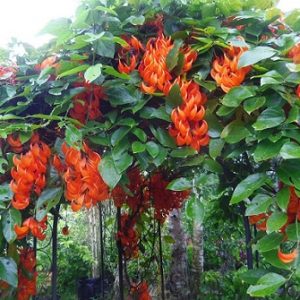 hình ảnh: cây Dây leo Móng Cọp đỏ